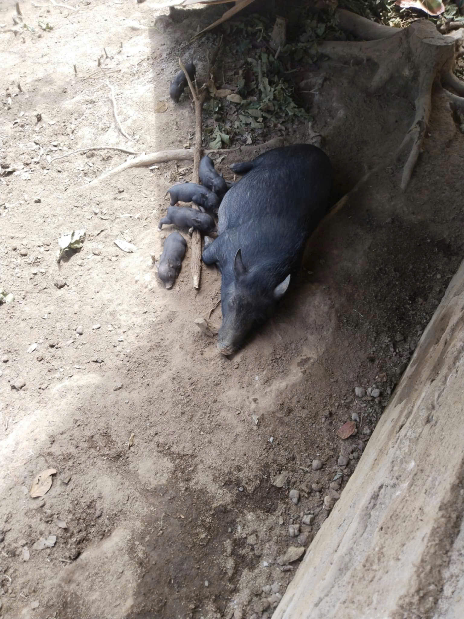 Lợn bản địa - Xy 4