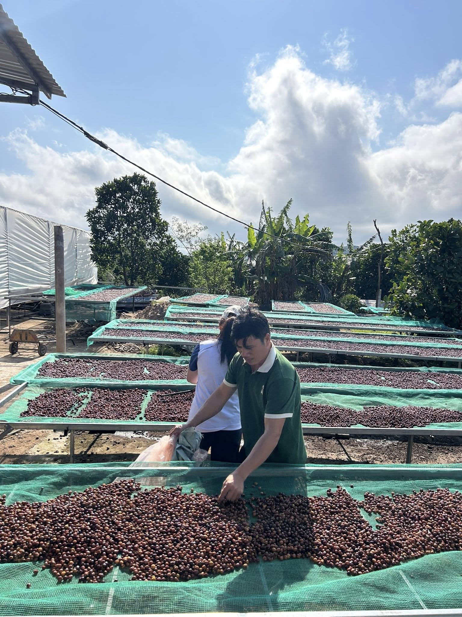 Ara Farm - Vườn Hoàng Luận 5