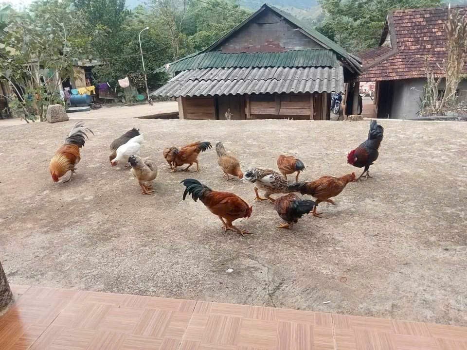 Gà Bản